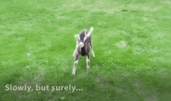 Little goat walking one step at a time