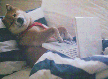 Dog lying on couch typing on laptop